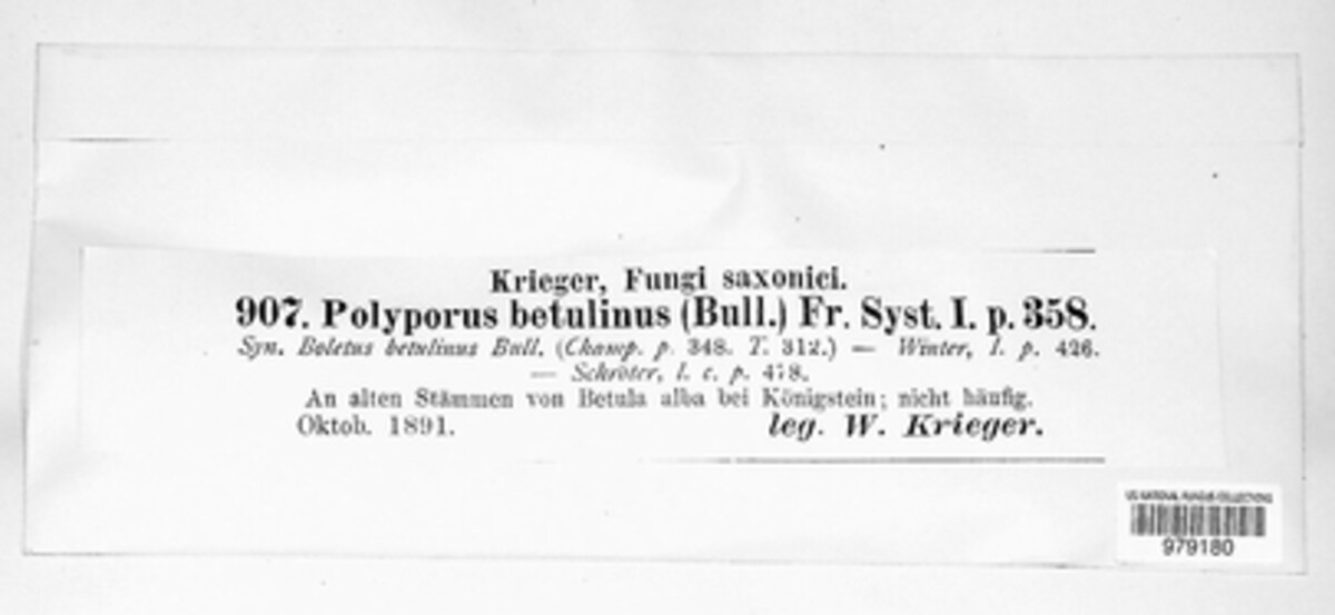 Fomitopsis betulina image